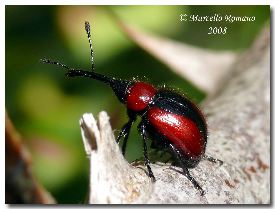 Mecorhis ungarica (Rhynchitidae) dal Montenegro